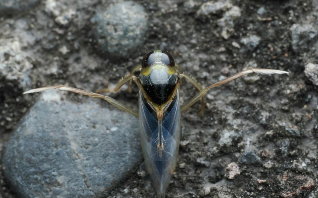 New Zealand Backswimmer