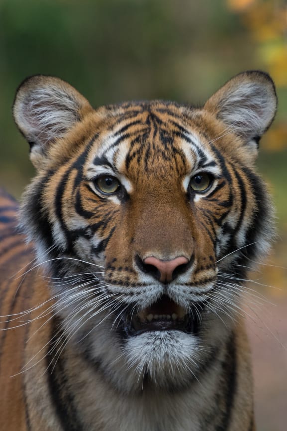 Nadia, a Malayan tiger at the Bronx Zoo, has tested positive for Covid-19.