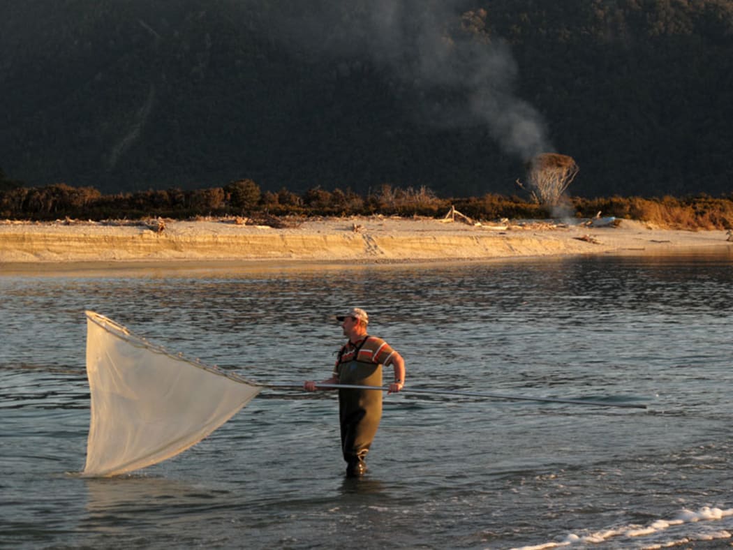 Whitebaiter on the Arawhata River, South Westland.