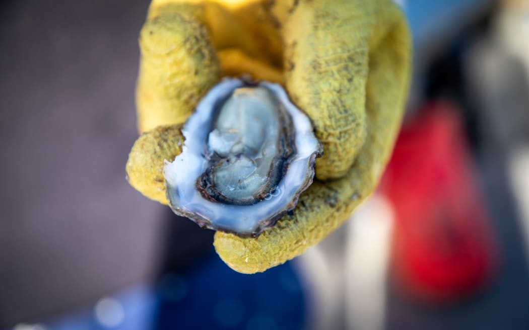 Oyster