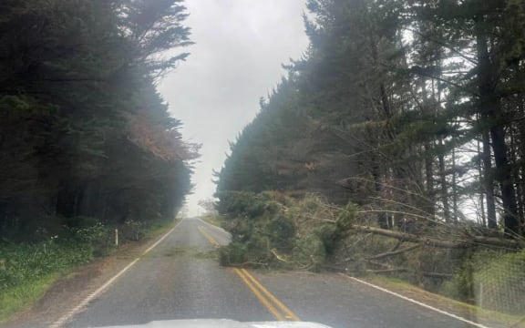 A tree down on State Highway 2 between Gisborne and Whirinaki.