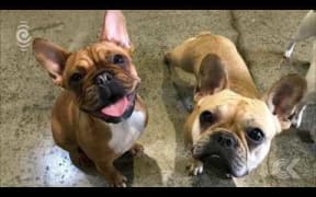 Doggy daycares   SPCA calls for stronger industry regulations: RNZ Checkpoint