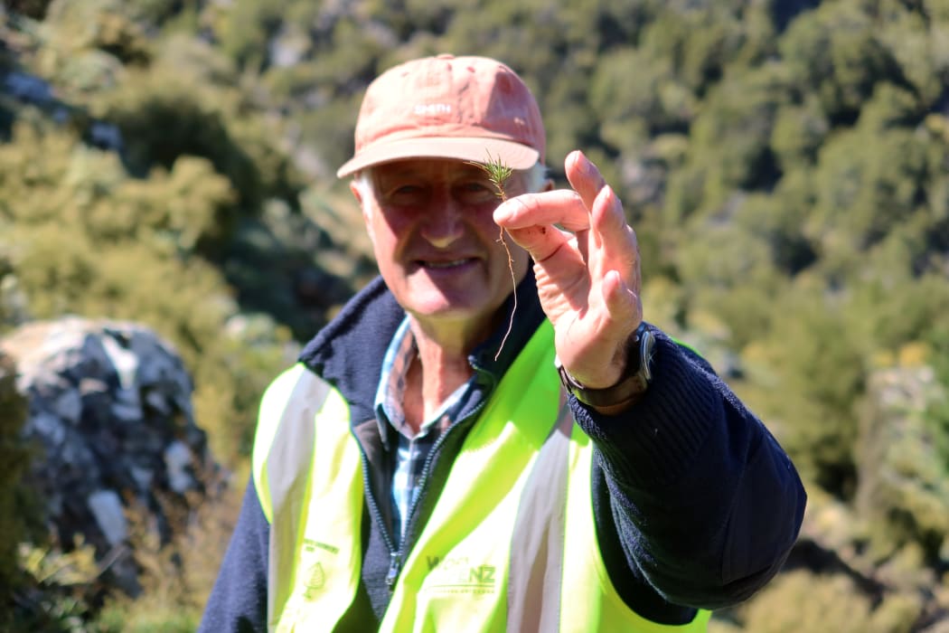 Trust chair John Oswald holds a small wilding pine.
