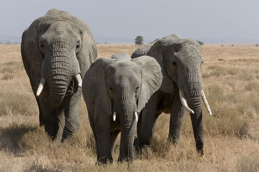 Three African Bush Elephants in Serengeti, Tanzania. Females usually live in herds.