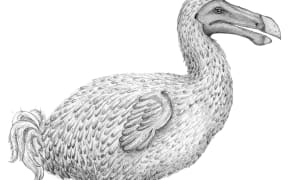 A reconstruction of the extinct dodo bird, by a team at the University of Cape Town.