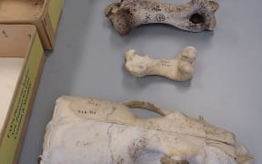 Sea lion bones