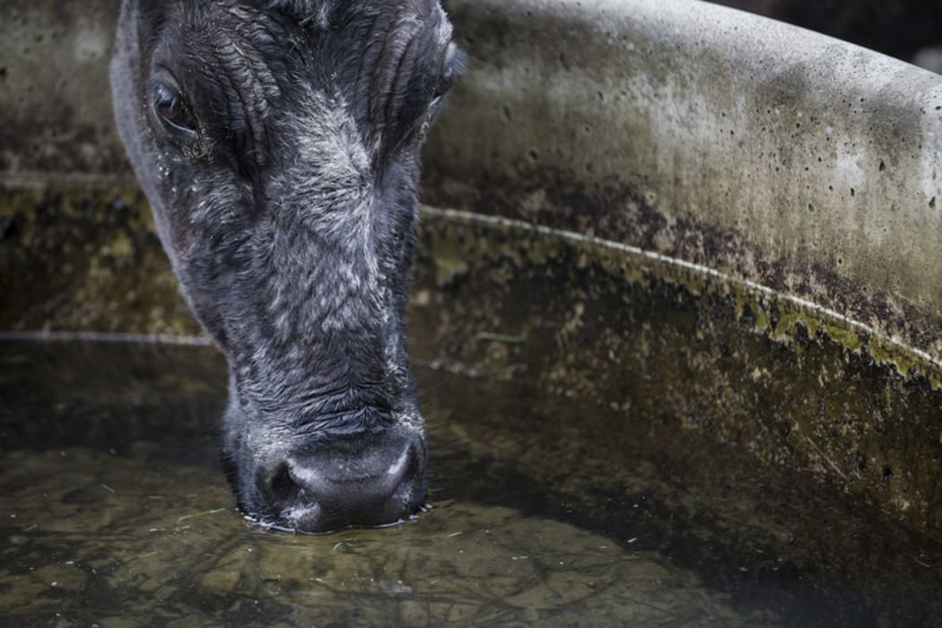 FOR WATER TAX story - Generic cow