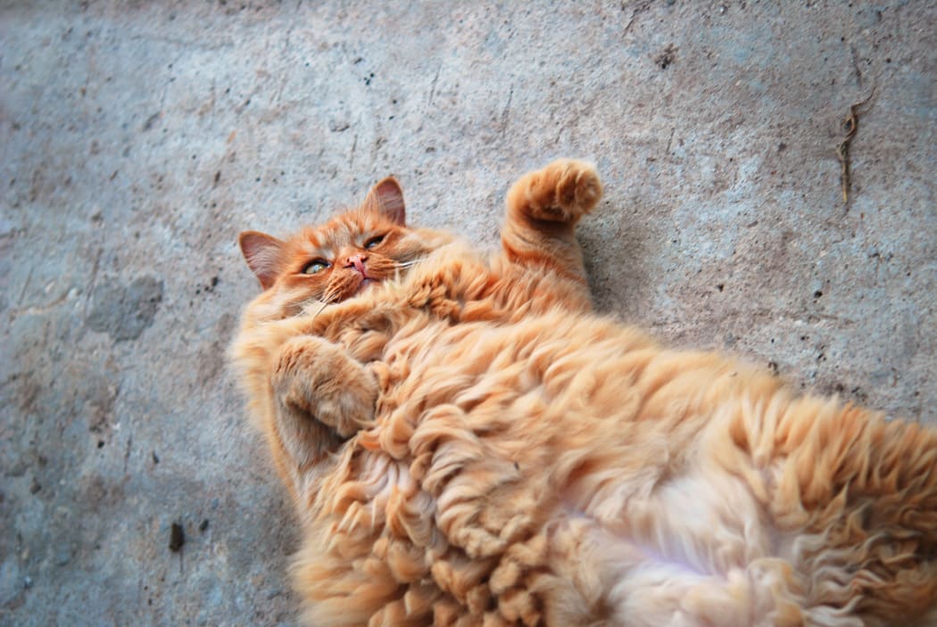 red fat cat lying on his back on the pavement