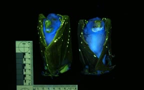 Tube-nosed fruit bats under UV light