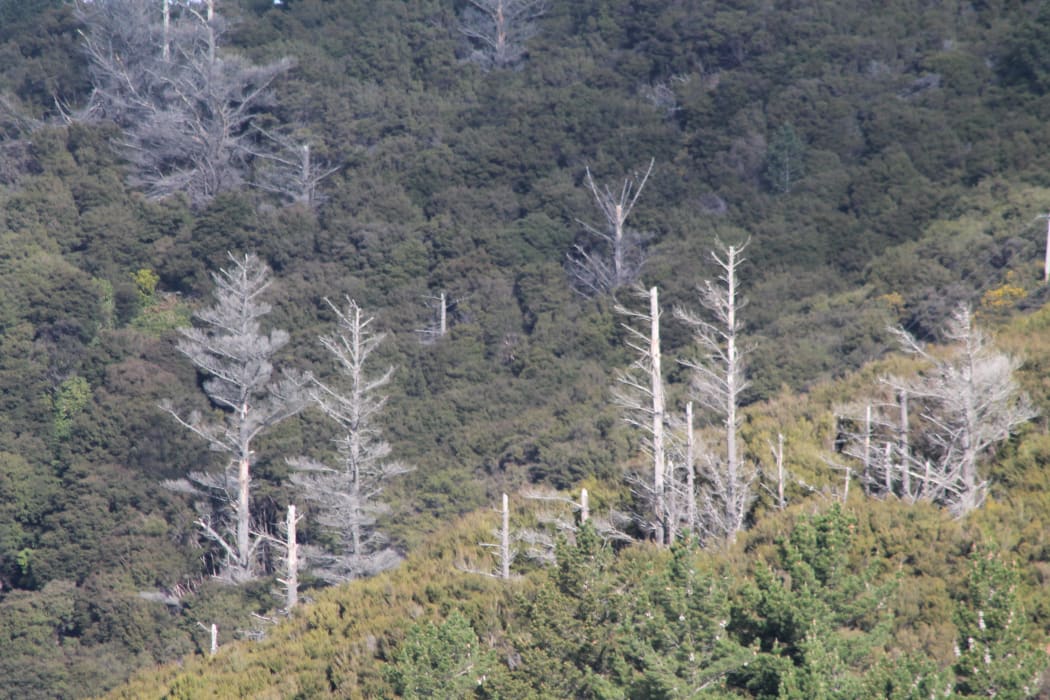 Poisoned wilding pines in Queen Charlotte Sound