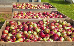 apples in bins