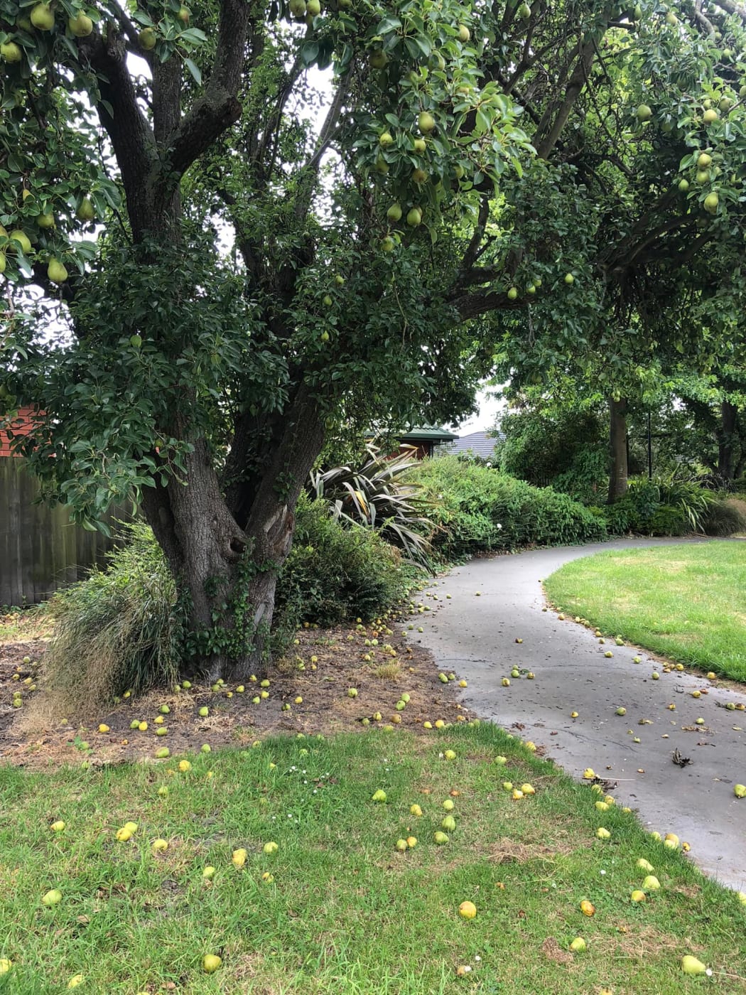 A tree laden with pears near a walkway in the Christchurch suburb of Addington.