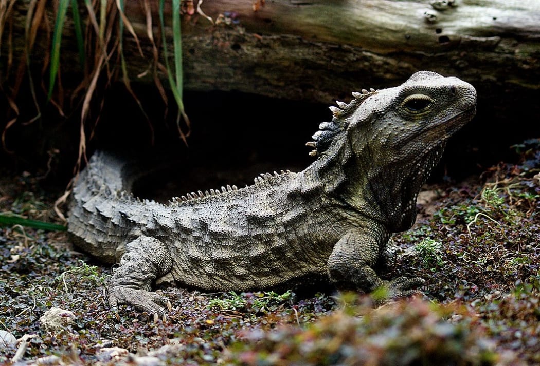 New Zealand tuatara.