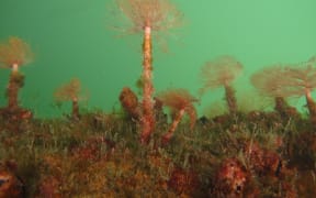 Mediterranean fanworm. Generic image