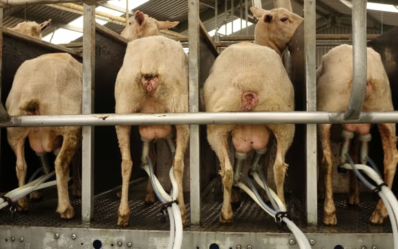 Four sheep in close up from behind showing udders