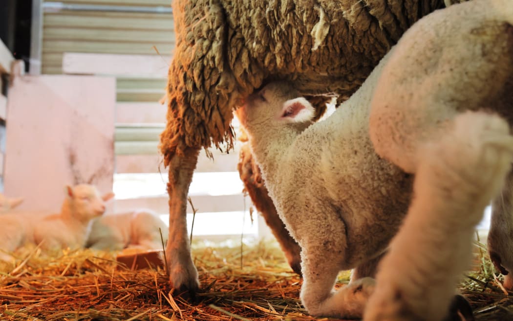 A lamb suckles milk at Rokkosan Bokujo Fram in Kobe City, Hyogo Prefecture on March 6, 2024. ( The Yomiuri Shimbun ) (Photo by Takumi Harada / Yomiuri / The Yomiuri Shimbun via AFP)