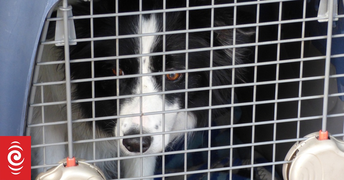 因多起工作人员受伤事件，纽航叫停部分国内航班的大型宠物托运服务