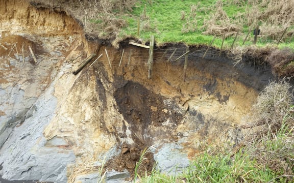 Collapsing  cliff above beach with  farm fence dangling off edge of pasture above.