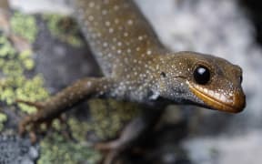 Hura te ao gecko