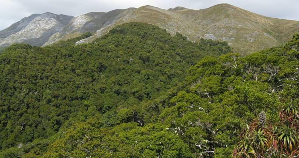 View across beech forest to mountain tops - the Arthur Range in Kahurangi National Park