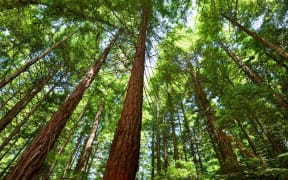 trees