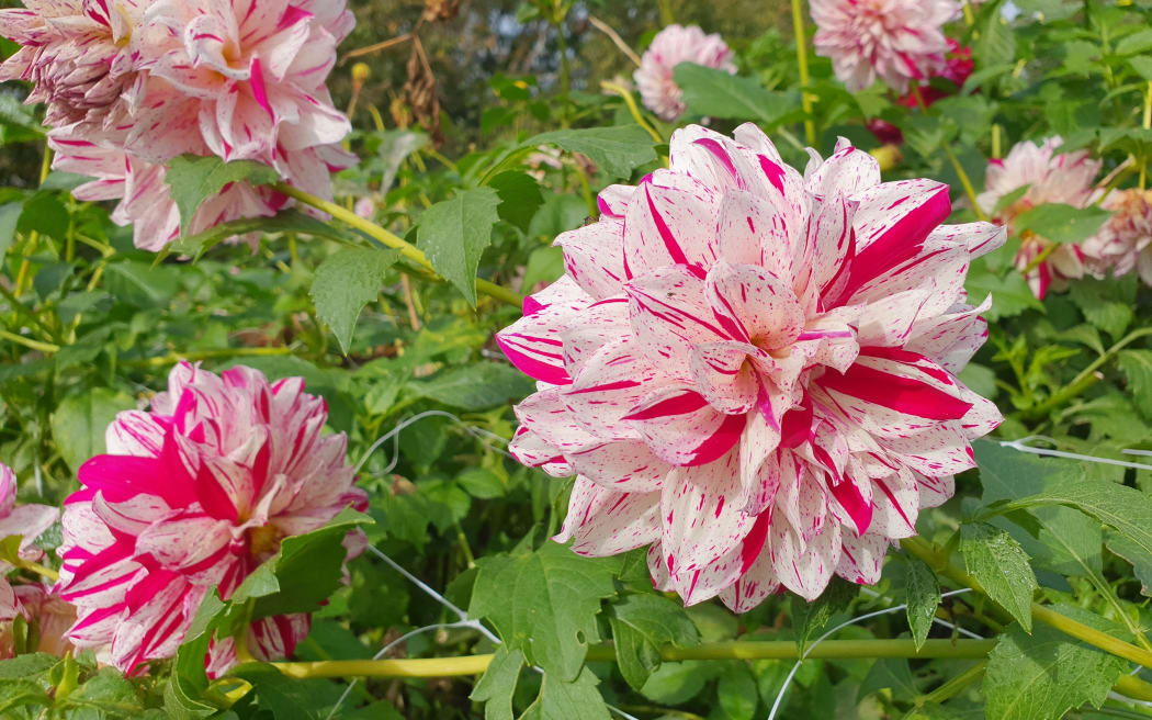 Dahlias