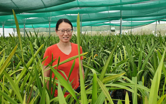 Eva Yin amid orchids set to bloom this winter at her greenhouse near Otaki