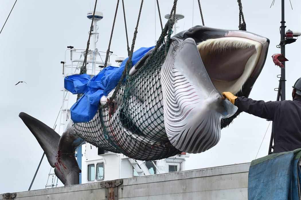 A captured minke whale is lifted by a crane into a truck bed at a port in Kushiro, Hokkaido Prefecture on July 1, 2019. Japanese whalers brought ashore their first catches on July 1 as they resumed commercial hunting after a three-decade hiatus.