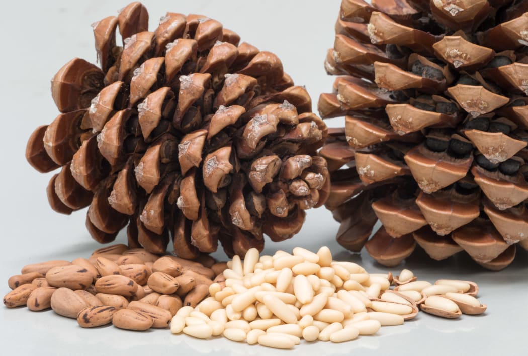 Pignoli nuts hot sale