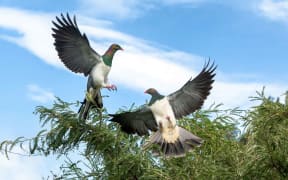 Kererū pair in the kōwhai.
