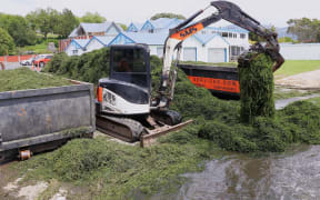 Removal of lake weed at Rotorua Lakefront.  Photo  / Ben Fraser