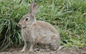 Despite multiple attempts to cull rabbit numbers there is still a heavy presence along the Taylor River. SUPPLIED: MARLBOROUGH EXPRESS - SINGLE USE ONLY