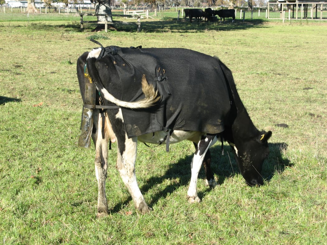 The cow's urine will passes through the sensor which measures nitrogen concentration.