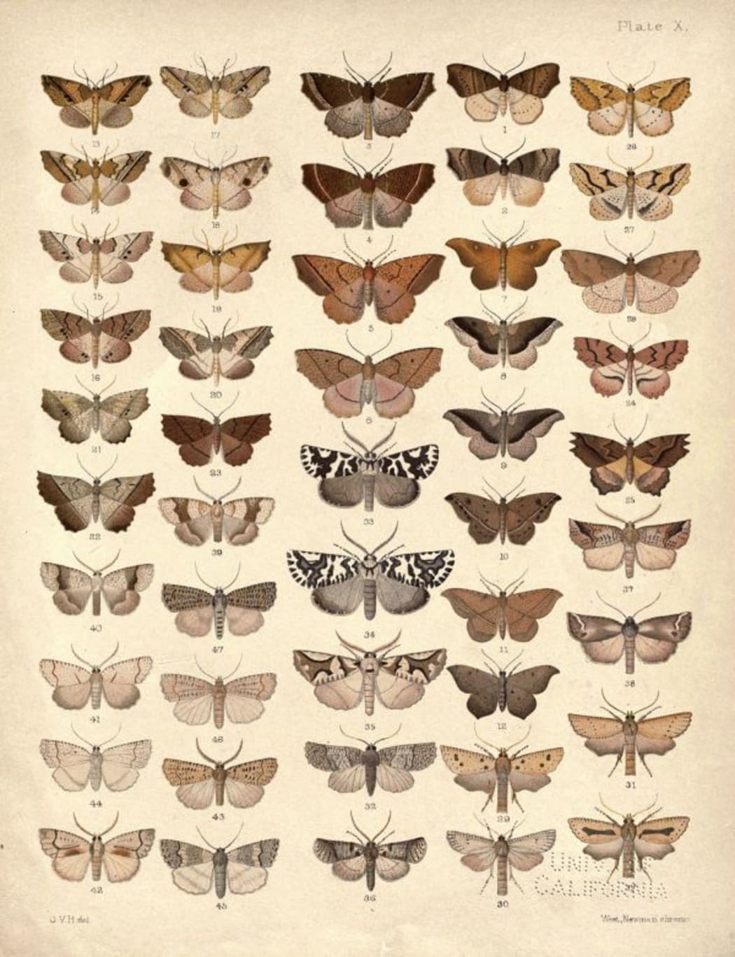 Plate X from 'New Zealand Moths and Butterflies' by George Vernon Hudson (1898)