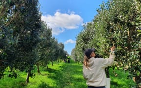Heather Smith checks the trees for ripe feijoas. It's a bumper harvest this year after plentiful rain.