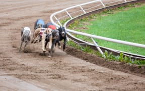 Greyhound dogs racing on sand track