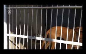Checkpoint reporter Alex Ashton visits a dog pound in Auckland. Checkpoint with John Campbell