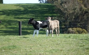 North Otago dairy farming around the infected farm.