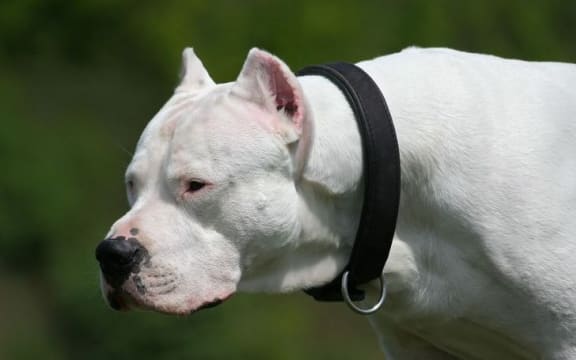dog, Dogo Argentino, generic