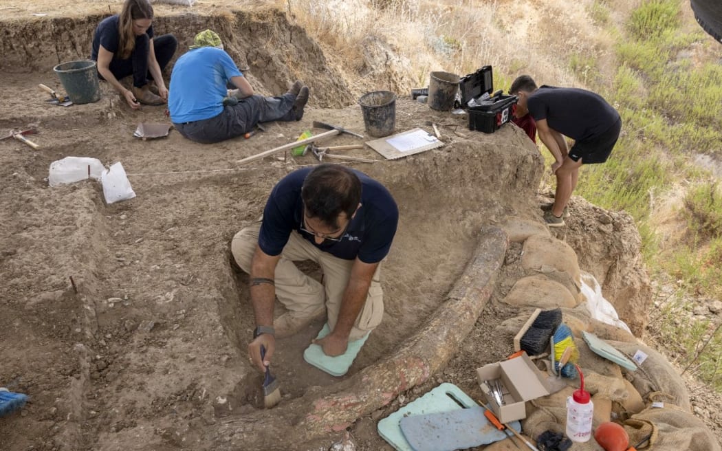 Archaeologists, paleontologists and conservators from Israel Antiquities Authority, Tel Aviv University and Ben Gurion University, work at the site where a 2.5-meter-long tusk from an ancient straight-tusked elephant (Palaeoloxodon antiquus) was discovered, near Kibbutz Revadim in southern Israel on August 31 2022. - Dr. Eitan Mor, a biologist from Jerusalem, was the first to discover the fossil. He visited the area out of curiosity after reading about prehistoric elephants. Mor says, “To my surprise, I spotted something that looked like a large animal bone peeping out of the ground. When I looked closer, I realised that it was ‘the real thing’, so I rushed to report it to the Israel Antiquities Authority". (Photo by MENAHEM KAHANA / AFP)