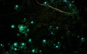 Waitomo glow worm in the cave.