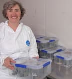 Mary Morgan-Richards in the containment facility where New Zealand stick insects imported from the Scilly Isles are being hatched and raised in captivity. Mary holds a plastic storage box containing some eggs and small nymphs being reared under controlled conditions.
