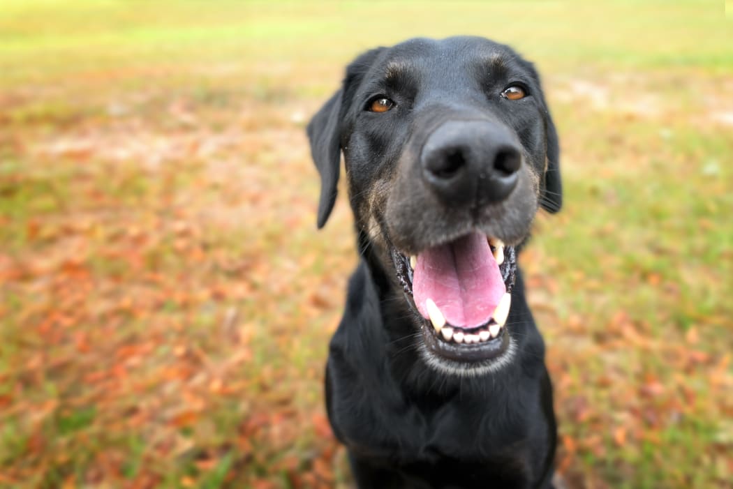 Black labrador retreiver greyhound mix dog sitting outside  watching waiting alert looking happy excited while panting smiling and staring at camera