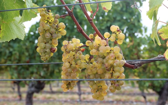 A weed controller has been finding wild grapes and olives in Marlborough.