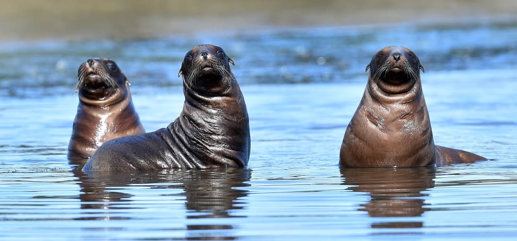 Nationally vulnerable New Zealand sea lion pups play in the waters of an Otago Peninsula coastal inlet. The Department of Conservation has confirmed a record 20 pups were born in Dunedin this year.