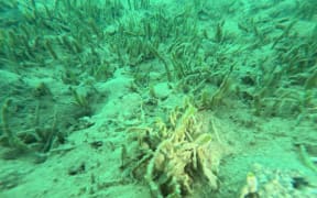 Caulerpa on the Paroa Bay seabed.