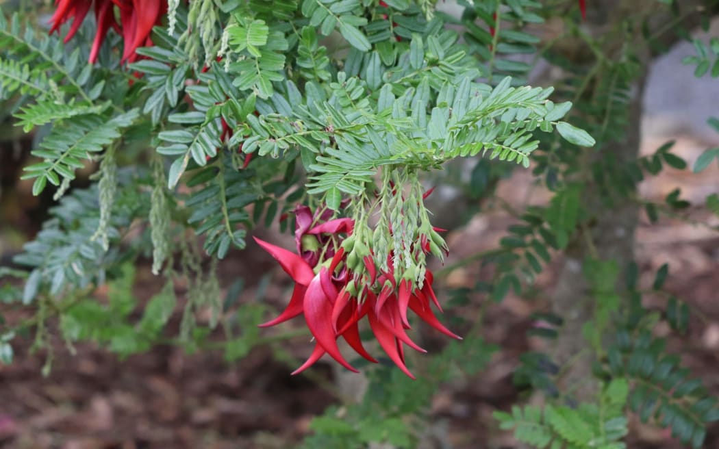 A healthy Kakabeak plant without Kakabeak mite damage_