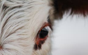 part of cow head, animal face looking into camera