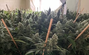 The cannabis had an estimated street value of up to $600,000.