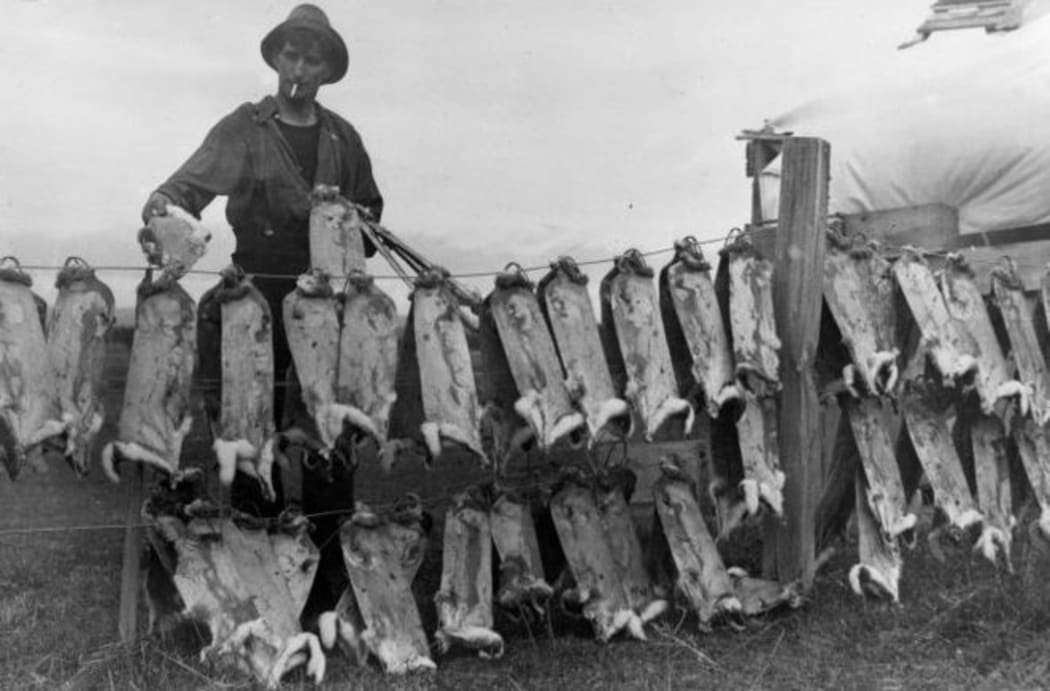 Rabbit skins drying on a fence (1929)